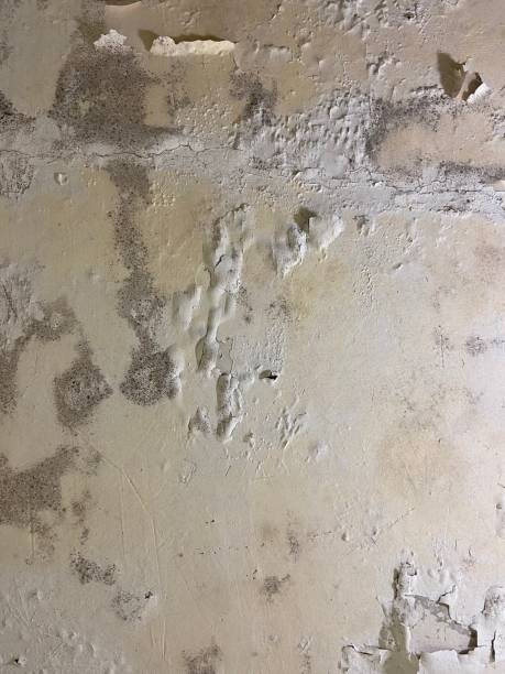Best Attic Mold Remediation in Baldwinville, MA