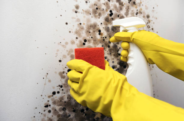 Best Kitchen Mold Remediation in Baldwinville, MA