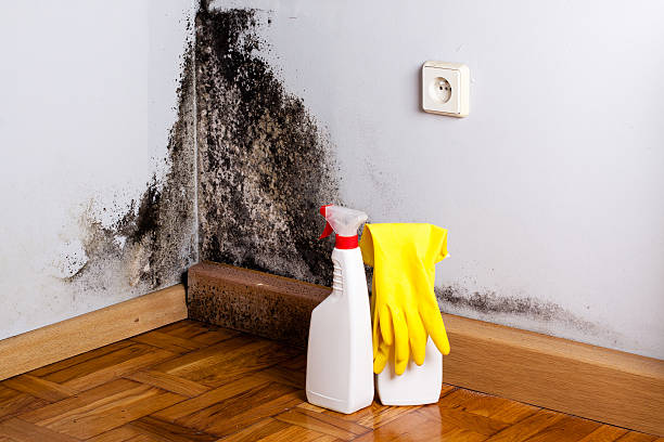 Best Commercial Mold Remediation in Baldwinville, MA