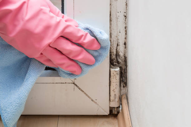 Best Post-Flood Mold Remediation in Baldwinville, MA
